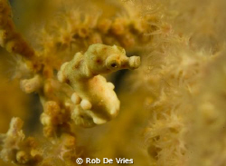 Ghost Pigmee seahorse in a large fan, 60 mm macro lense by Rob De Vries 